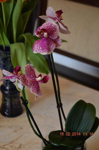 DSC_0010 (3) - Phalaenopsis1