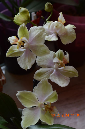 DSC_0001 - Phalaenopsis1