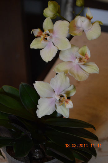 DSC_0002 (2) - Phalaenopsis1