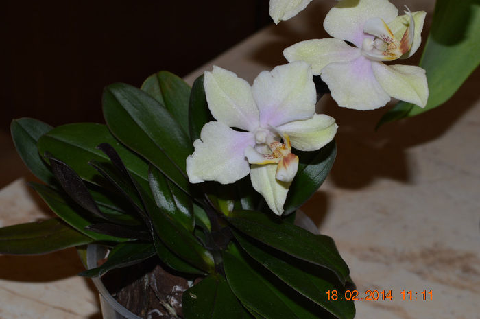 DSC_0003 (2) - Phalaenopsis1