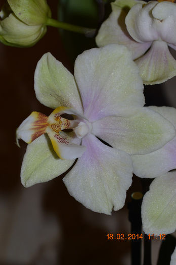 DSC_0004 (2) - Phalaenopsis1