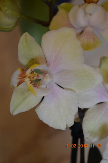 DSC_0005 (2) - Phalaenopsis1