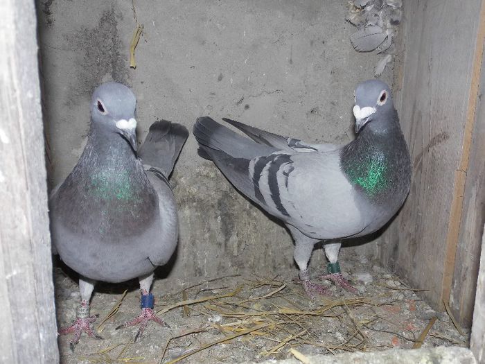 pereche-f ukraine 2013-m 2007 ro