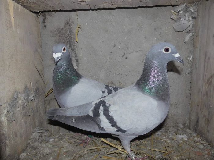 DSCI0164 - 8-Porumbei Matca 2014