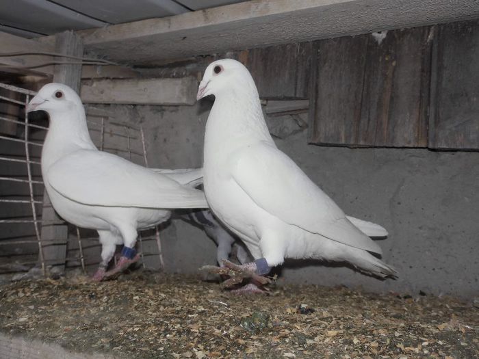 DSCI0165 - 8-Porumbei Matca 2014