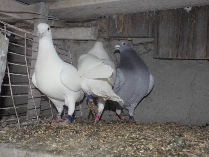 DSCI0166 - 8-Porumbei Matca 2014