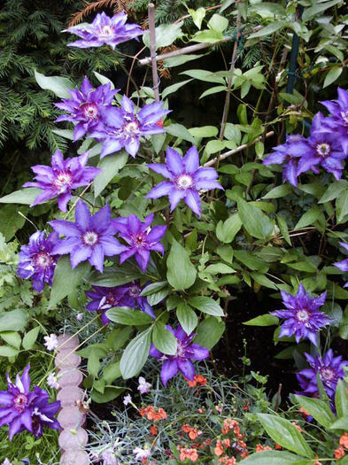  - Clematis