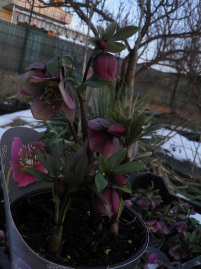 Helleborus atrorubens (4)