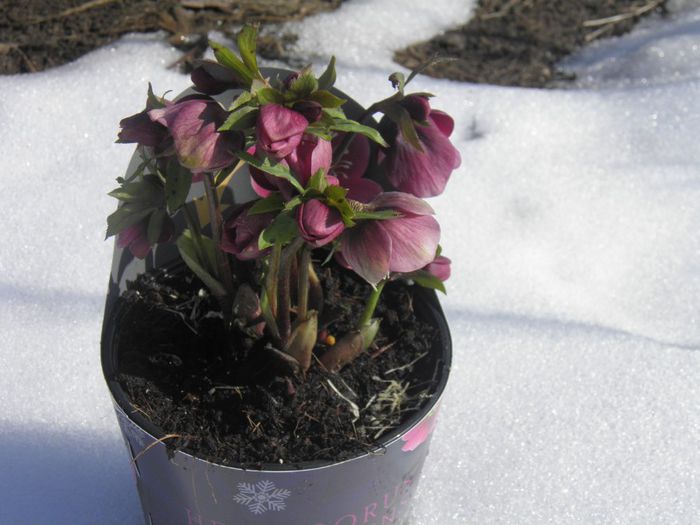 P2160011 - HELLEBORUS Atrorubens 2014