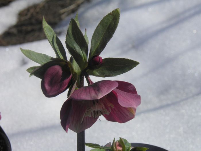 P2160012 - HELLEBORUS Atrorubens 2014