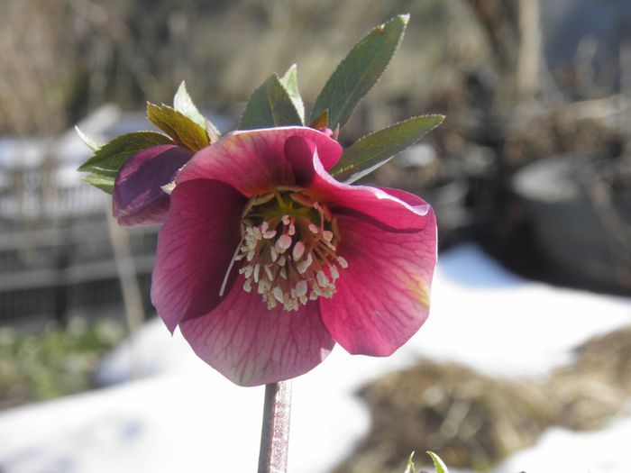 P2160015 - HELLEBORUS Atrorubens 2014