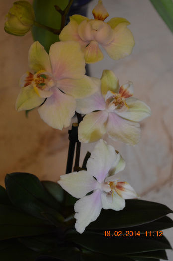 DSC_0006 (2) - Phalaenopsis1