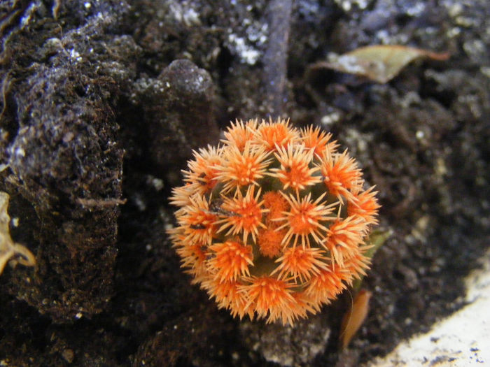 Mammilaria gracilis cv snow cape