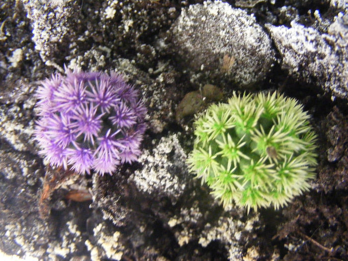 Mammilaria gracilis cv snow cape