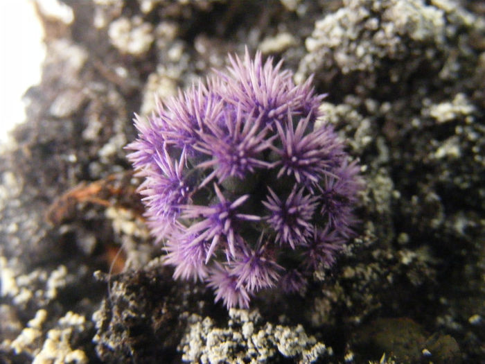 Mammilaria gracilis cv snow cape