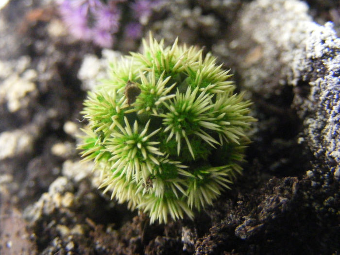 Mammilaria gracilis cv snow cape