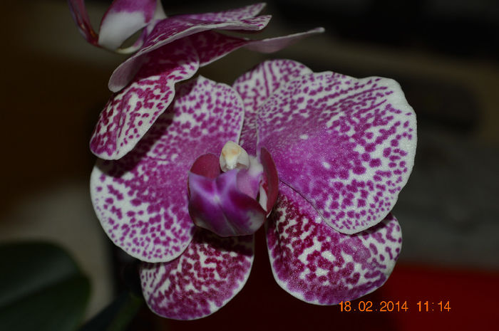 DSC_0009 (4)