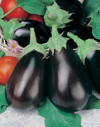 Vinete Black Beauty