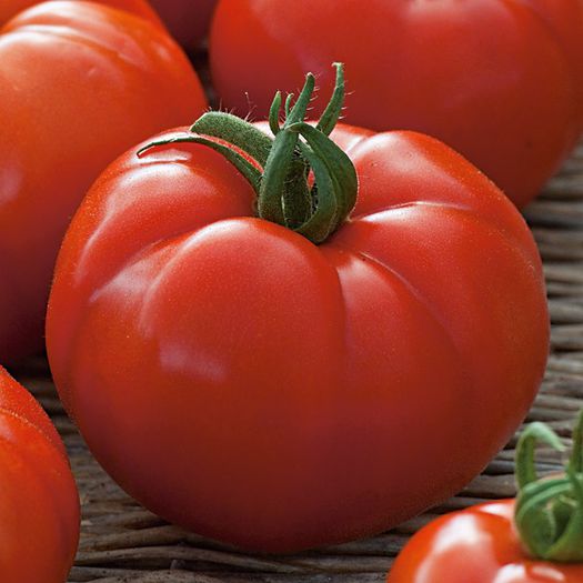 Tomate Country Taste F1