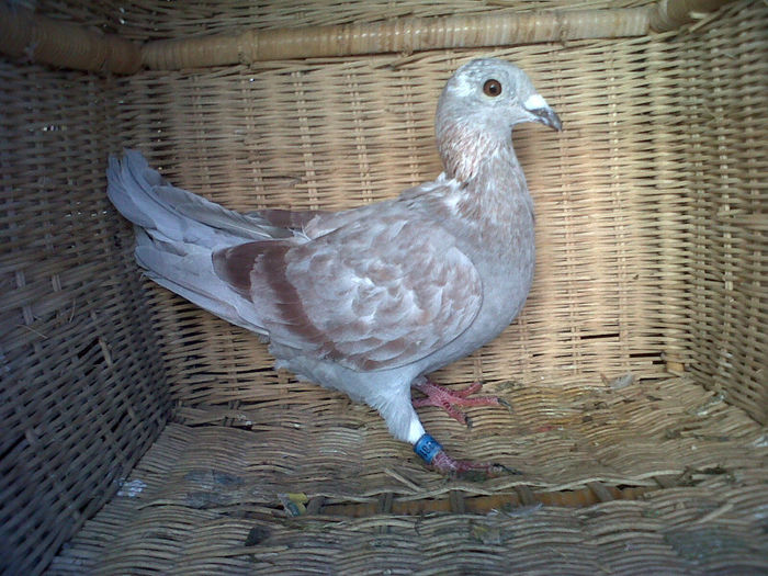 F HUNG 2012 triisa la Azuga