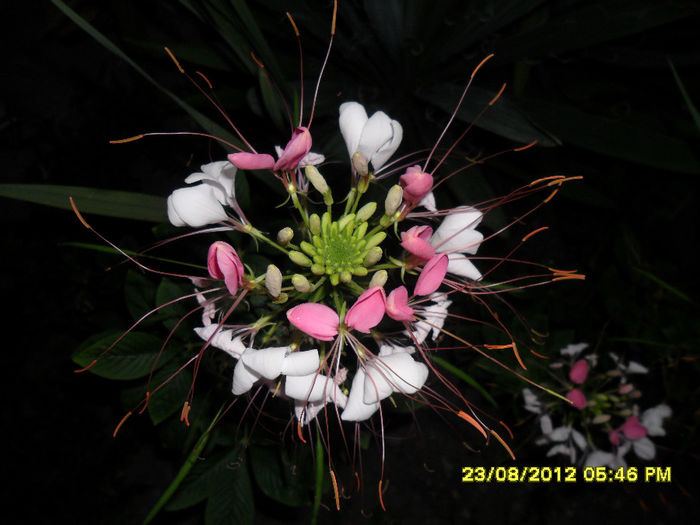 Cleome spinosas (Floarea paianjen) - Diverse plante de exterior