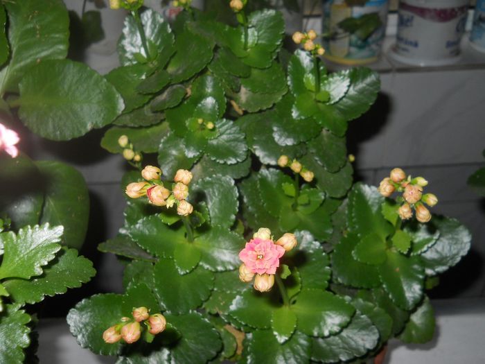 DSCN4595 - KALANCHOE