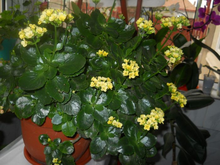 DSCN4598 - KALANCHOE