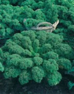 BRASSICA oleracea (Kale) Dwarf Green Curled - Varza de frunze