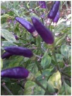 Chilli mov Numex Twilight (Capsicum chinense) - ESECURI GERMINARI SEMINTE