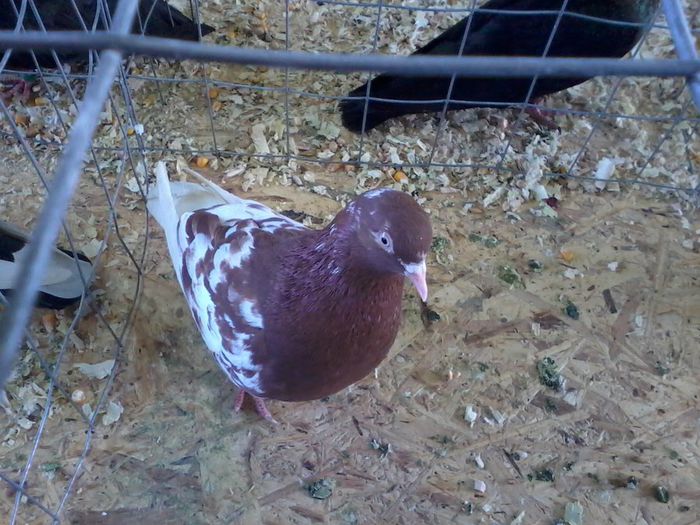 Fénykép0064 f 95 puncte