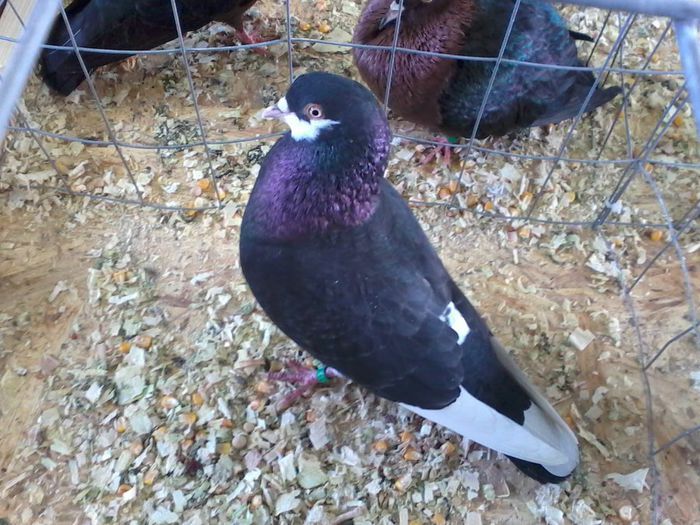 Fénykép0065 m 96 puncte