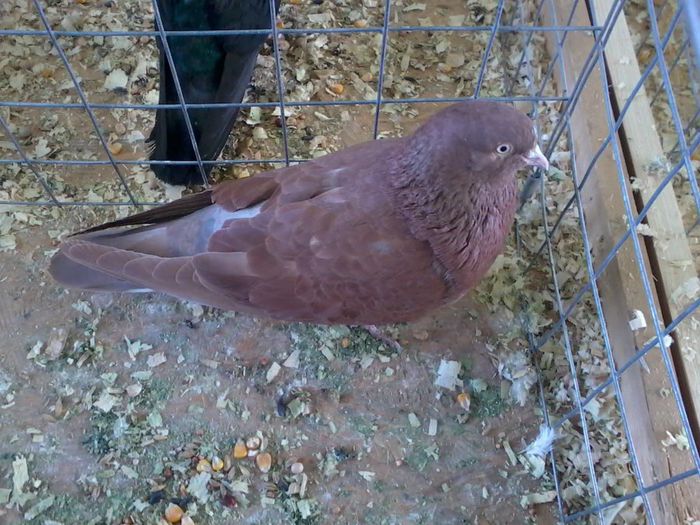 Fénykép0066m m 96 puncte