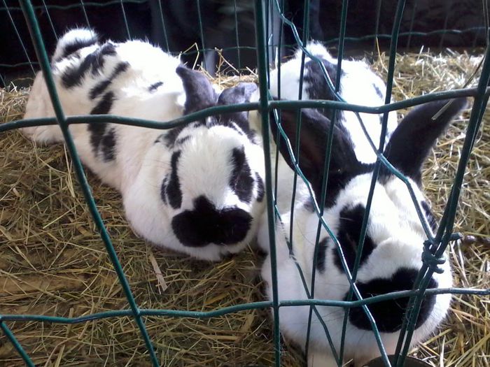 Fénykép0067 m - f 6,4-6,5 kg 94 puncte