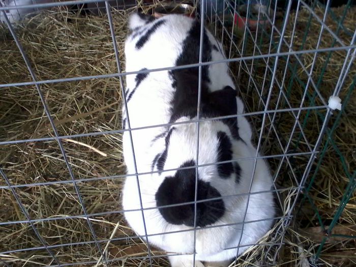 Fénykép0069 f 6,4kg campion