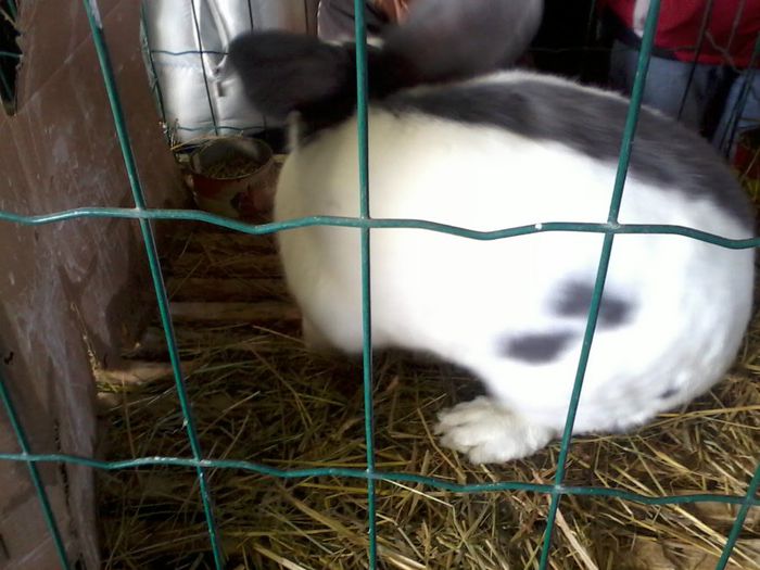 Fénykép0070 m 6,4 kg 95 puncte