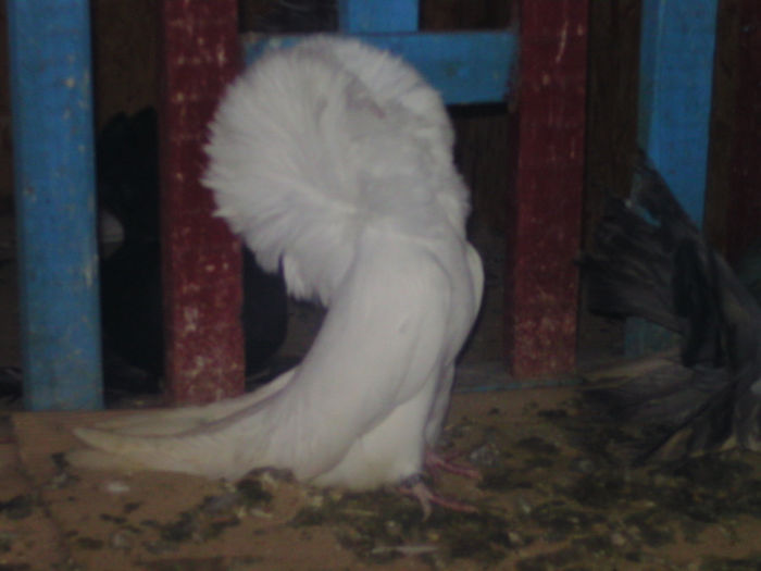 porumbei germania 139 - porumbei gulerati