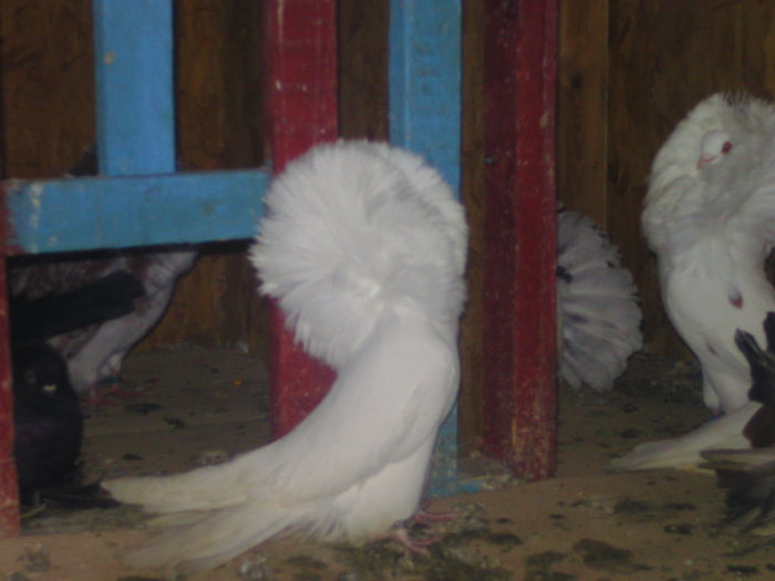porumbei germania 141 - porumbei gulerati