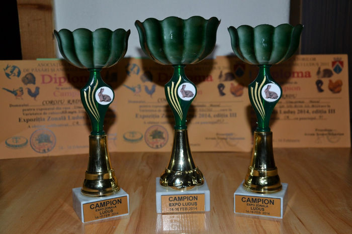 Cele trei cupe si diplomele de campion - Expo Ludus 14-16 februarie 2014