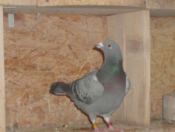 mascul original badin vasile pret 250