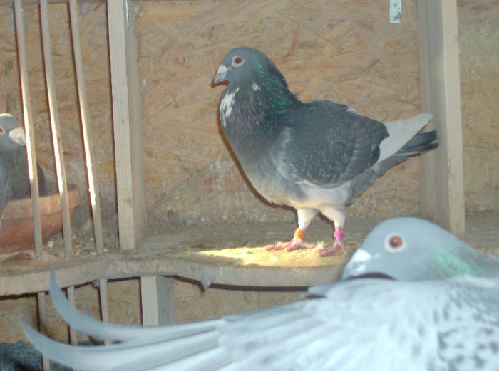 mascul original rohatinovici arden 100%