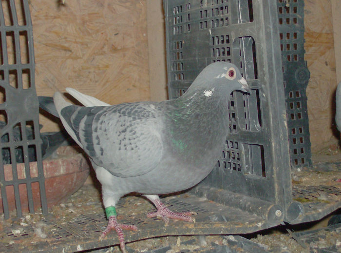 muntean vasile hermes