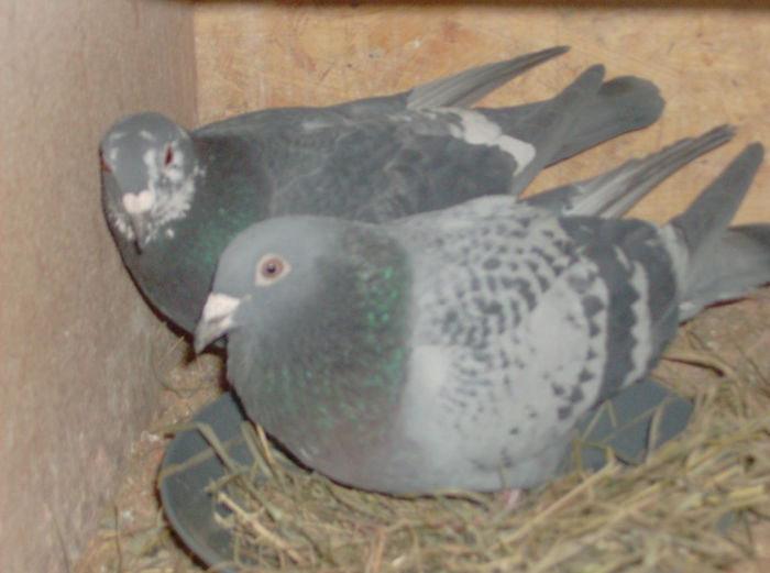 frate campion national lepadatu+femela florin zburata 900