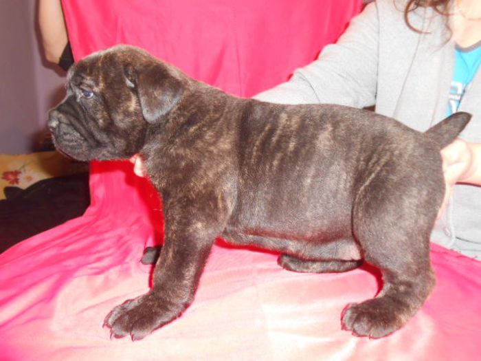 fetita tigrata cane corso - 18 02 2014