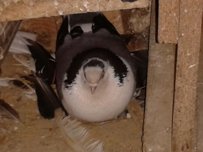 pereche pe vanat 8,fem pe oua VANDUTI