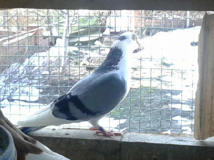 pereche pe vanat 8,masc