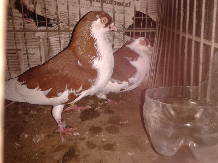 pereche pe rosu 3 Vanduti; origine:mas Vali Pascu,fem 
boshymano1 oradea
