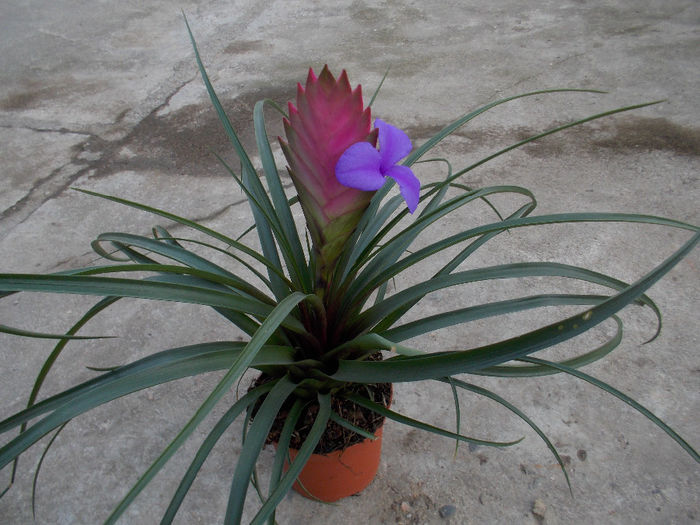 BROMELIA