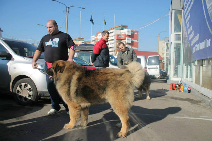 Boriss 2,9 ani - MASCULI CIOBANESC CAUCAZIAN PENTRU MONTA DIN CANISA ZEII MUNTILOR