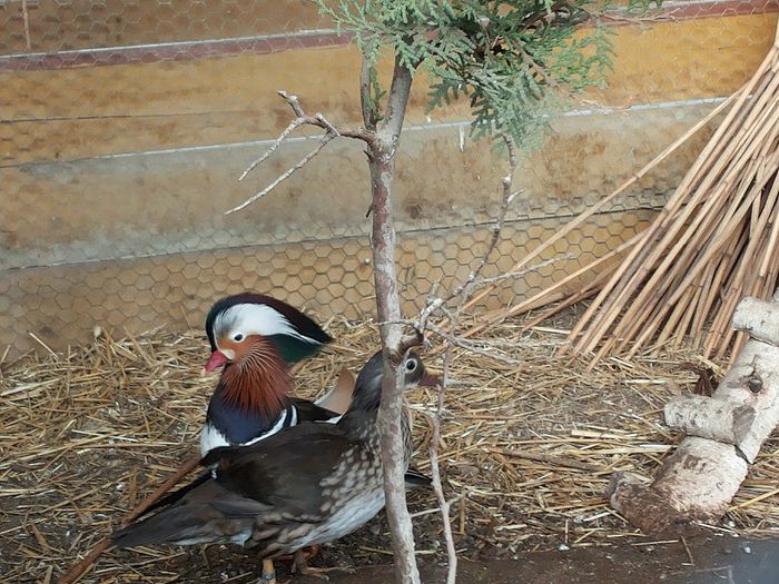 20140211_162703 - Aix galericulata - rata mandarin