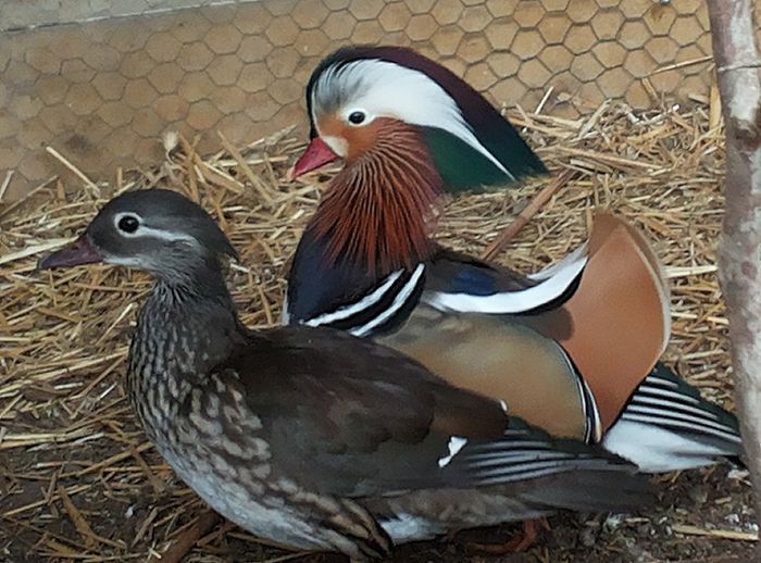 20140211_162729 - Aix galericulata - rata mandarin